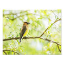 Suche nach zeder waxwing Vogelbeobachtung