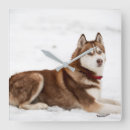 Suche nach siberian husky wanduhren Snow dog