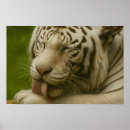 Suche nach weißer tiger poster Naturfotografie
