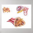 Suche nach membran poster Ohr