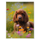 Suche nach cocker spaniel hund poster Fotografie