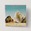 Suche nach muschel buttons Tier