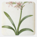 Suche nach amaryllis aufkleber 19