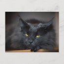 Suche nach maine coon kitten poster Lustig