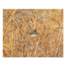 Suche nach vogel im winter poster Niedlich