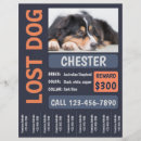 Suche nach verloren flyer Haustier