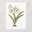 Suche nach amaryllis postkarten Vintag