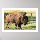 Suche nach büffel poster Gras