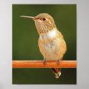 Suche nach hummingbird poster Tierwelt
