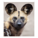 Suche nach große ohren poster Hund