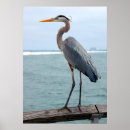 Suche nach great blue heron poster Natur