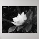 Suche nach magnolien poster Blüte