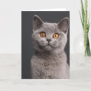 Suche nach british karten Katze