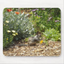 Suche nach eichhörnchen mousepads Fotografie