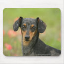 Suche nach glatt mousepads Hund