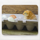 Suche nach küken mousepads Eier