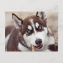 Suche nach alaskischer malamute postkarten Hund
