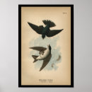 Suche nach schwalbe kunst Vogelvogel