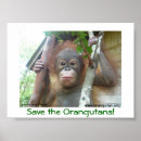 Suche nach ape poster Orang utan