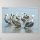 Suche nach vogelbilder poster Vogelfotografie