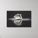 Suche nach schwan leinwandbilder Wasser