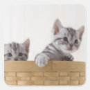 Suche nach zwei katzen aufkleber Kitty