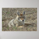 Suche nach kojote poster Fleischfresser