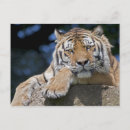 Suche nach amur postkarten Groß
