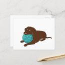 Suche nach schokoladen labrador postkarten Hunderasse