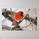 Suche nach wild bird poster Im freien