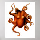 Suche nach cephalopod poster Oktopus