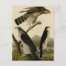 Suche nach amerikanischer vogel postkarten Amerikanische vögel