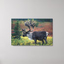 Suche nach geweih leinwandbilder Alaska