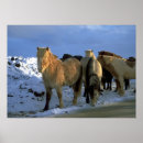 Suche nach gelding poster Hengst