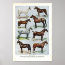 Suche nach pferdedrucke poster Pony