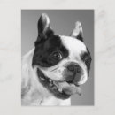 Suche nach frenchie karten Hund