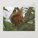 Suche nach squirrel postkarten Wild