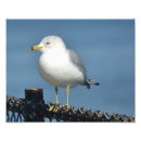 Suche nach seemöwe poster Ozean