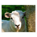 Suche nach kleines lamm poster Schafe
