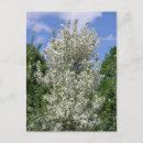 Suche nach apfelbaum postkarten Äpfel