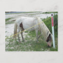 Suche nach pony postkarten Strand