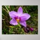 Suche nach lila orchideen poster Tropisch