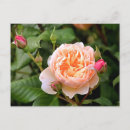 Suche nach pfirsichfarben postkarten Rose