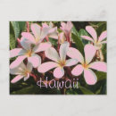Suche nach hawaiische blumen postkarten Tropisch