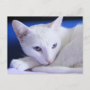 Suche nach weiße katze postkarten Blaue augen