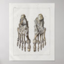 Suche nach foot poster Anatomie