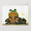 Suche nach froschpostkarte Frösche