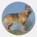 Suche nach hunde fotograf aufkleber Elsässisch
