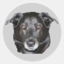 Suche nach schwarzes labrador aufkleber Niedlich