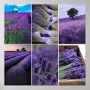 Suche nach sträuße poster Lavendel